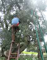 Foto raccolta olive