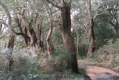 Bosco dei Lucci Bosco dei Lucci