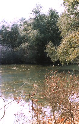 Bosco dei Lucci