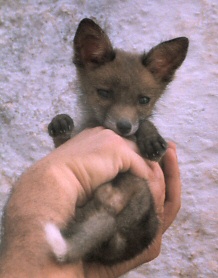 Cucciolo di Volpe