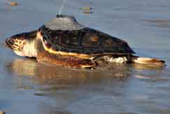 Tartaruga marina con trasmettitore satellitare fissato sul carapace.