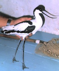 Avocetta - Foto realizzzata nel Centro di prima accoglienza  fauna in difficoltà