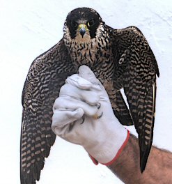 Falco pellegrino - Foto realizzzata nel Centro di prima accoglienza  fauna in difficoltà