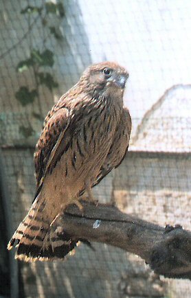 Gheppio - Foto realizzzata nel Centro di prima accoglienza  fauna in difficoltà