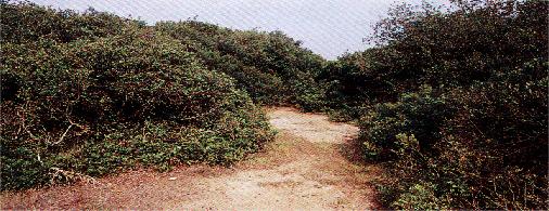 Macchia mediterranea