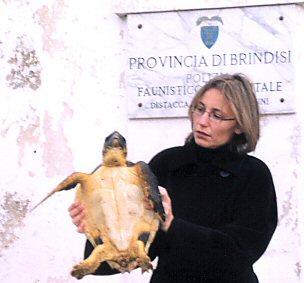 Tartaruga della specie caretta caretta Tartaruga della specie caretta caretta