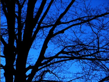 Albero in controluce su cielo blu