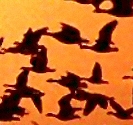 uccelli