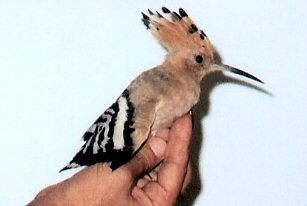 Upupa Upupa