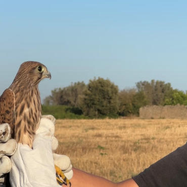 Liberazione di un falco