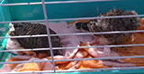 Centro Fauna